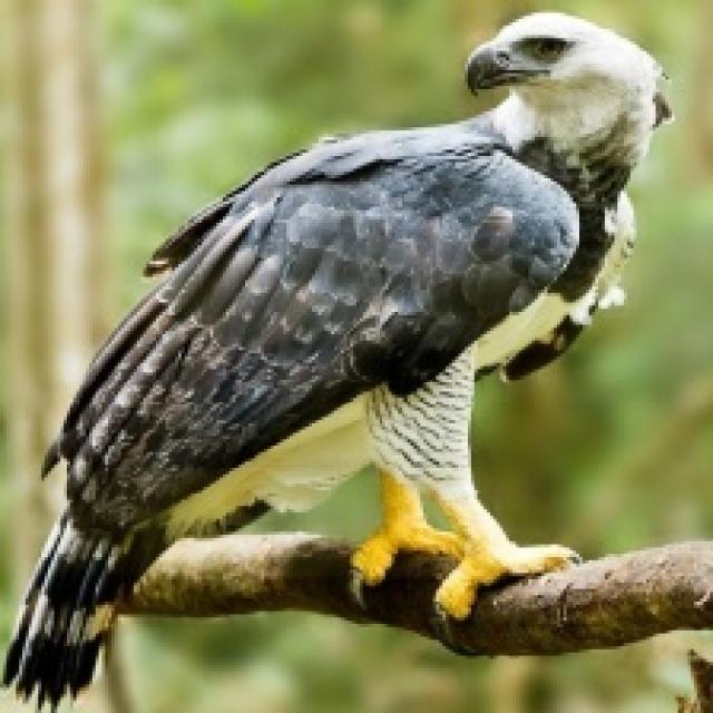 Explorer Bird