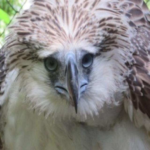 Philippine Eagle